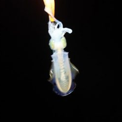 短時間エギング