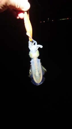 短時間エギング