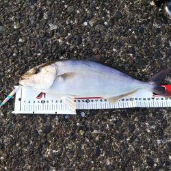 八丈島スーパーショアジギング