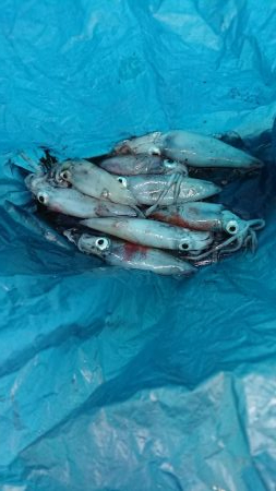 今年初ケンサキ