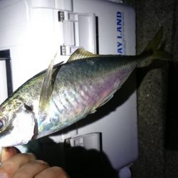 いろいろ釣れたアジング