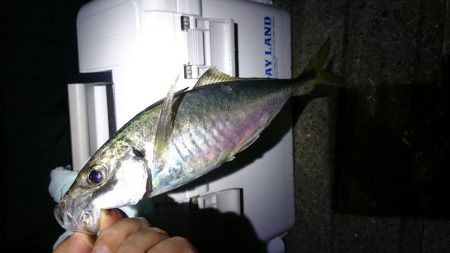 いろいろ釣れたアジング