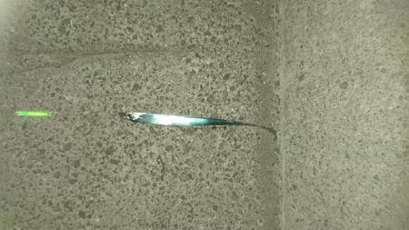 今シーズン初太刀魚❕