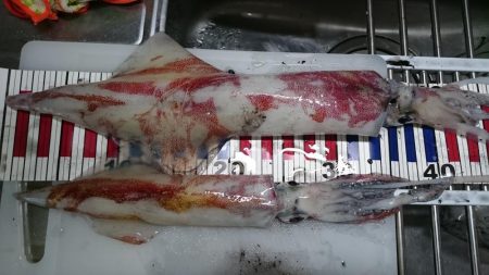 ケンサキエギング