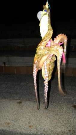 また小さいタコ(-_-;)