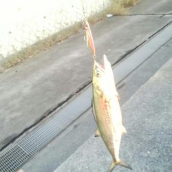 今年、初サゴシ。太刀魚入れ食い。