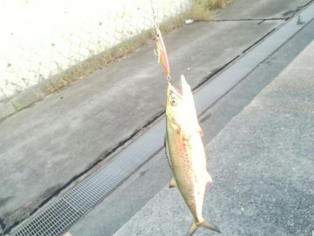 今年、初サゴシ。太刀魚入れ食い。