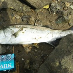 【遠賀川河口】シーバス調査