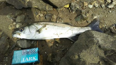 【遠賀川河口】シーバス調査