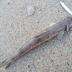 サーフでエソ遊び