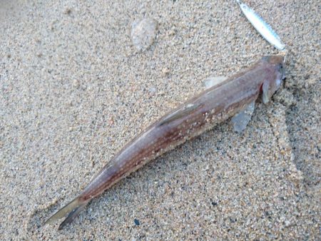 サーフでエソ遊び