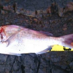 ショアジギングで真鯛