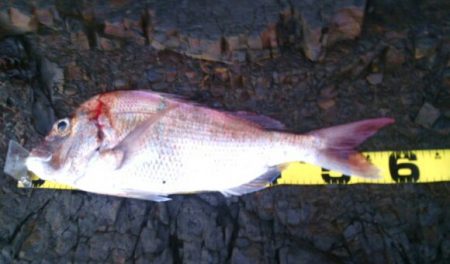 ショアジギングで真鯛