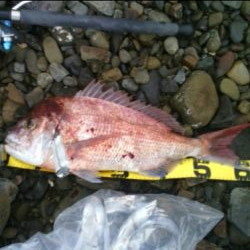 ショアジギで真鯛