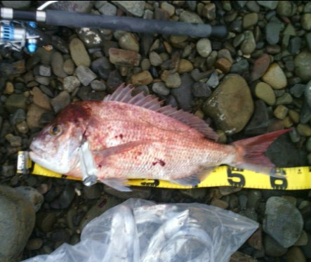 ショアジギで真鯛