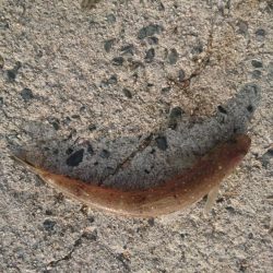 ショアジギング