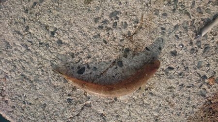 ショアジギング