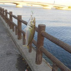 アジ狙い