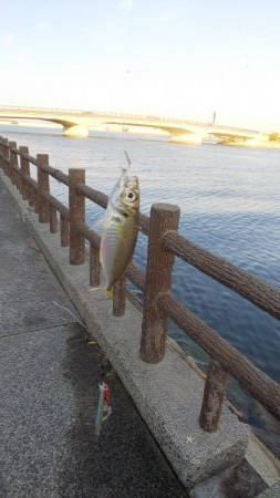 アジ狙い