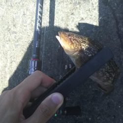 ロックフィッシュ