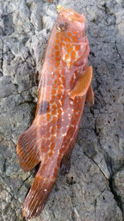 なんとかアコウ釣れました