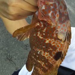 ロックフィッシュ