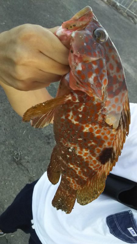 ロックフィッシュ