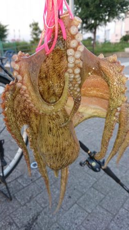 朝まずめオクトパッシング