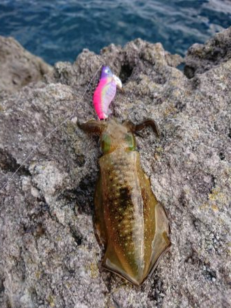 まだまだ小さい