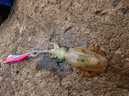 ひどい濁りの中