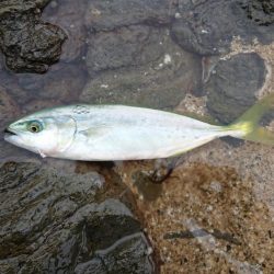 きれいな海を大切に