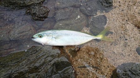 きれいな海を大切に