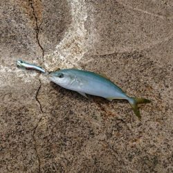 小さいけどなんとか一匹