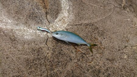 小さいけどなんとか一匹