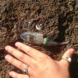 相方と久々ソルトゲーム