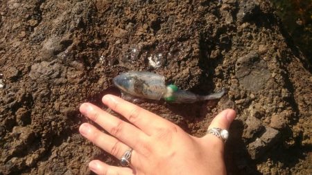 相方と久々ソルトゲーム