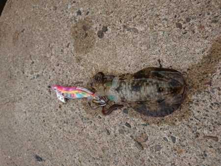 少しサイズアップ