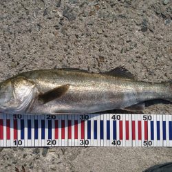 トップシーバス