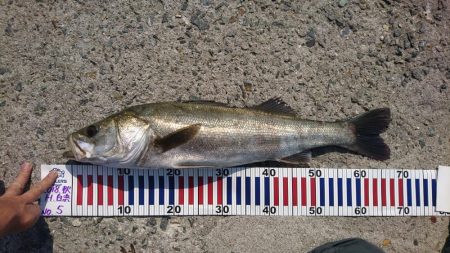 トップシーバス