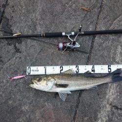 青物狙いのはずが…