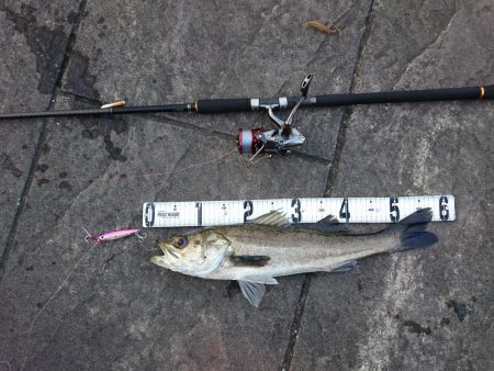 青物狙いのはずが…