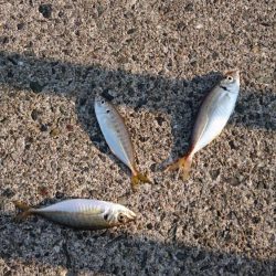 久々の大量！？