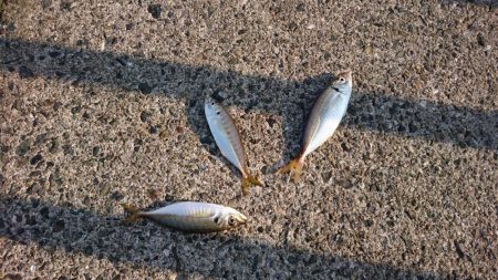 久々の大量！？