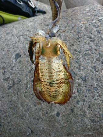 いつもの磯がおかしい