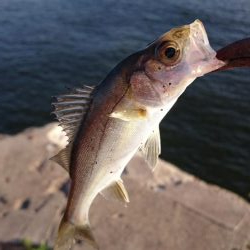 シーバスとアジ