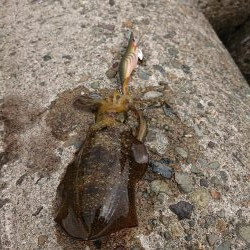 日中に来てみたが