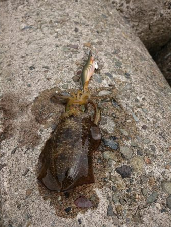 日中に来てみたが