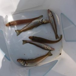 夏キス・・・とハゼ