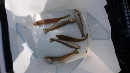 夏キス・・・とハゼ