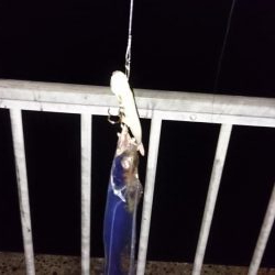 タチウオ今シーズン1匹目!!